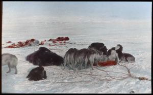 Image of Dogs Eating muskox meat